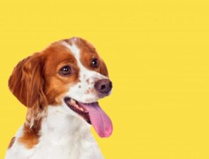Η αγορά των pet shop