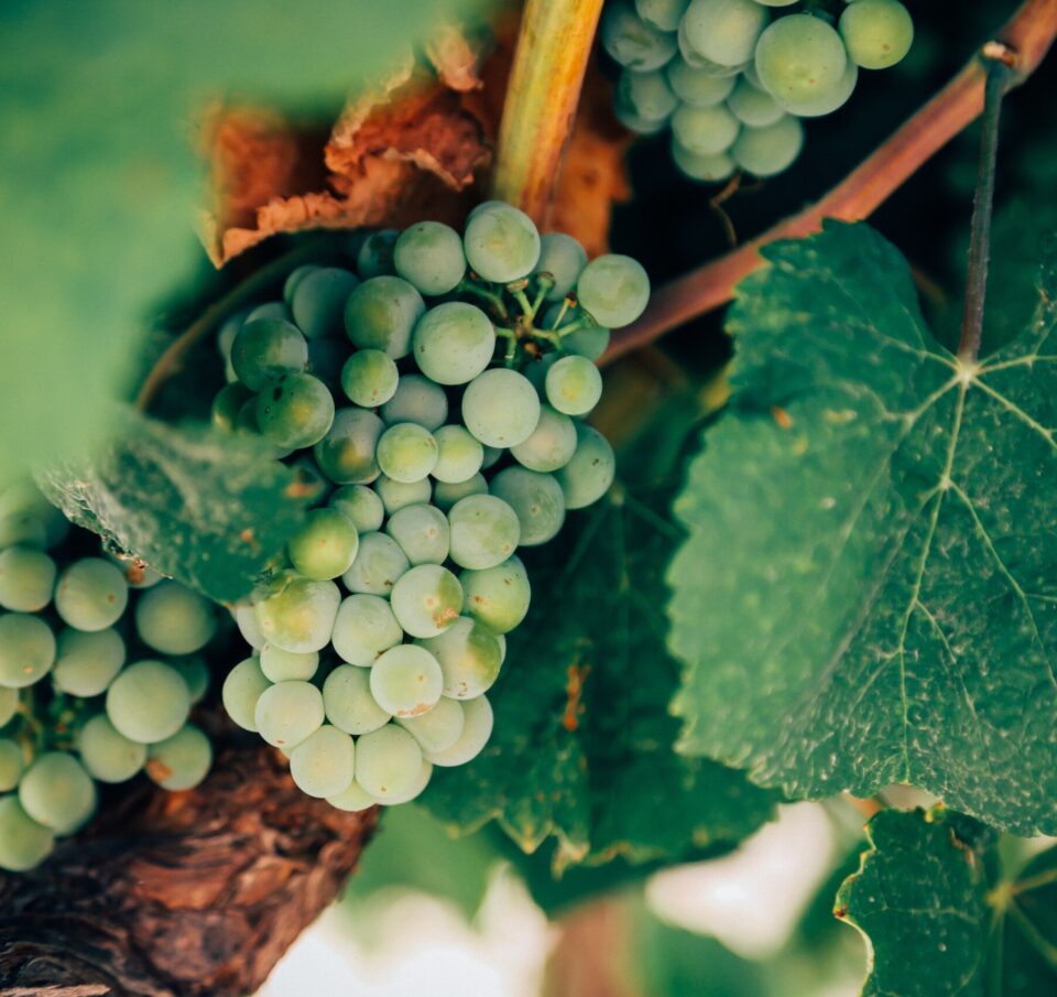 Πώς επηρεάζει η ηλικία την ικανότητα εντοπισμού των αρωμάτων ενός κρασιού; 