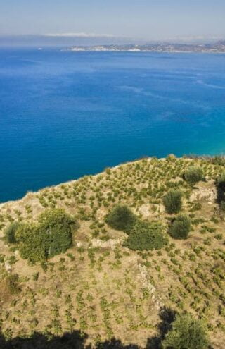 Kefalonia Wines |  Ώρα να μάθουμε για τα ωραία, κεφαλονίτικα κρασιά