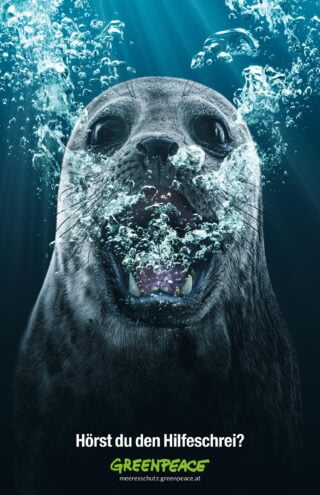 Campaign of the Day