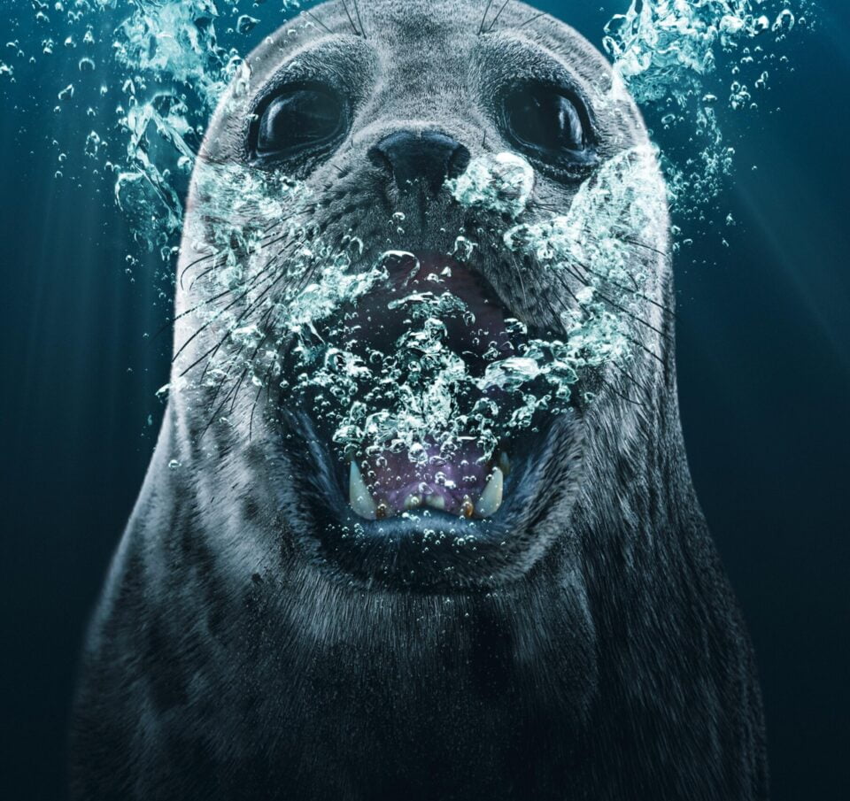 Campaign of the Day