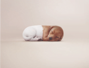 Campaign of the Day: Pawscription