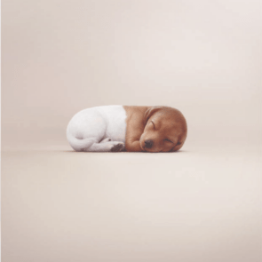 Campaign of the Day: Pawscription