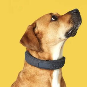 Trending Now: AI-Driven Dog Collars