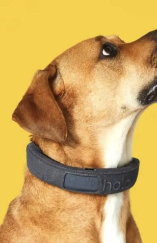 Trending Now: AI-Driven Dog Collars