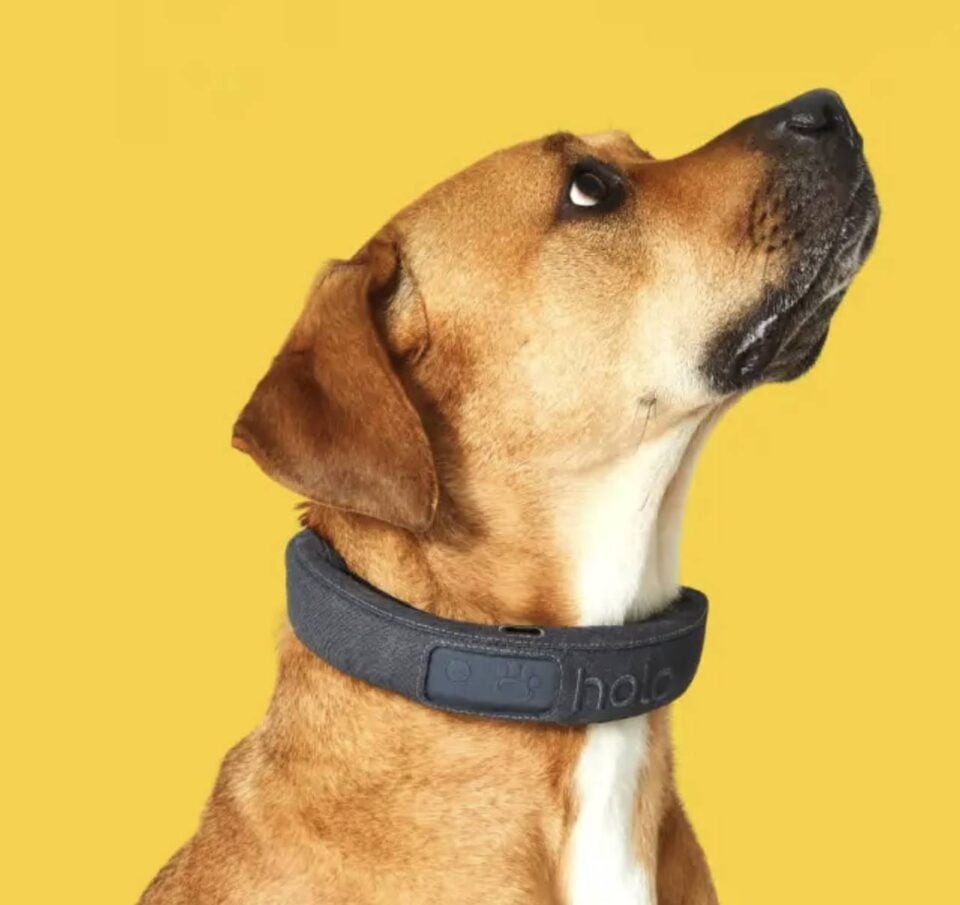 Trending Now: AI-Driven Dog Collars