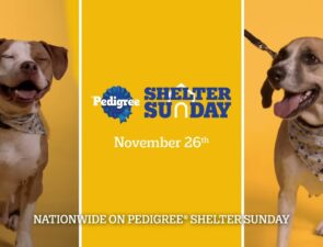 Campaign of the Day: Shelter Sunday