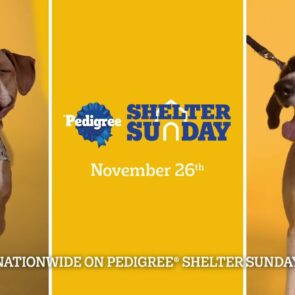 Campaign of the Day: Shelter Sunday