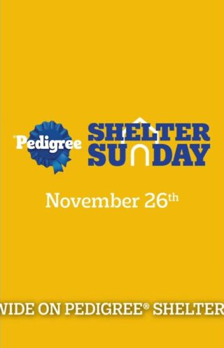 Campaign of the Day: Shelter Sunday