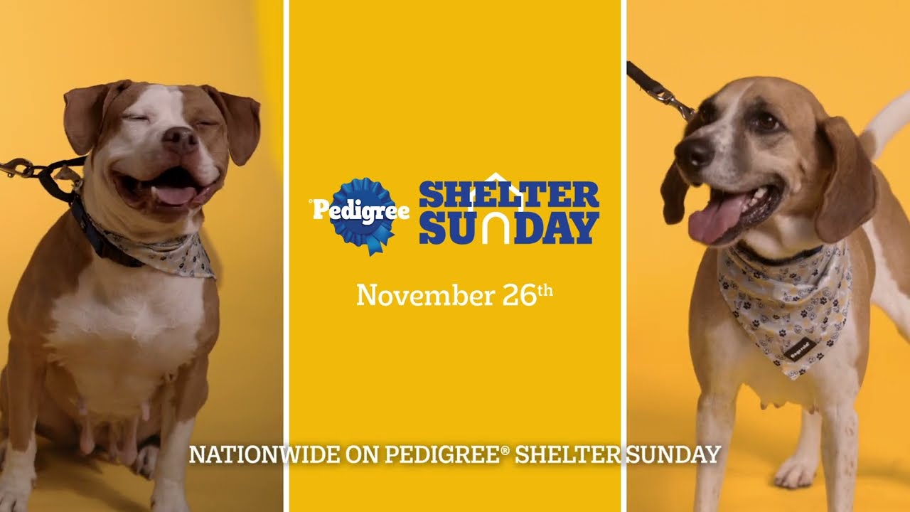 Campaign of the Day: Shelter Sunday