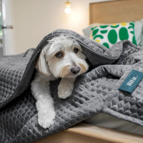 Trending Now: This graphene blanket can automatically regulate temperature