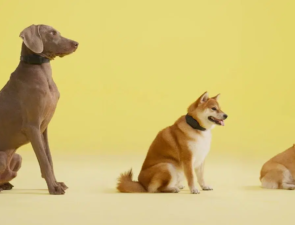 Trending Now: Revolutionizing dog training with smart bark collar technology