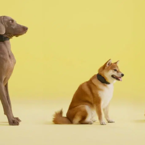 Trending Now: Revolutionizing dog training with smart bark collar technology