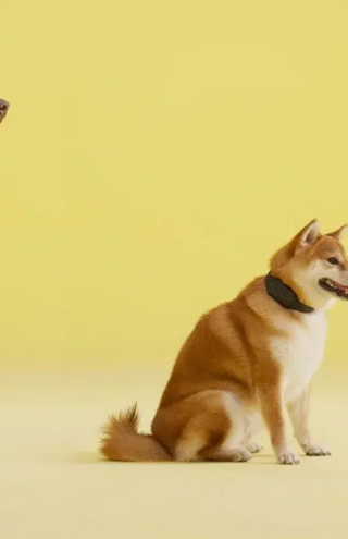 Trending Now: Revolutionizing dog training with smart bark collar technology