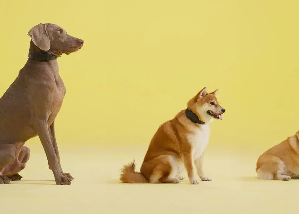 Trending Now: Revolutionizing dog training with smart bark collar technology