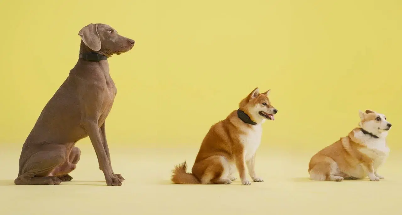 Trending Now: Revolutionizing dog training with smart bark collar technology