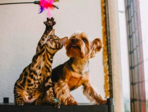 Pet City: Δικαιώθηκαν τελικά οι προσδοκίες από την εξαγορά της;