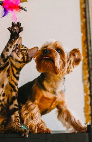 Pet City: Δικαιώθηκαν τελικά οι προσδοκίες από την εξαγορά της;