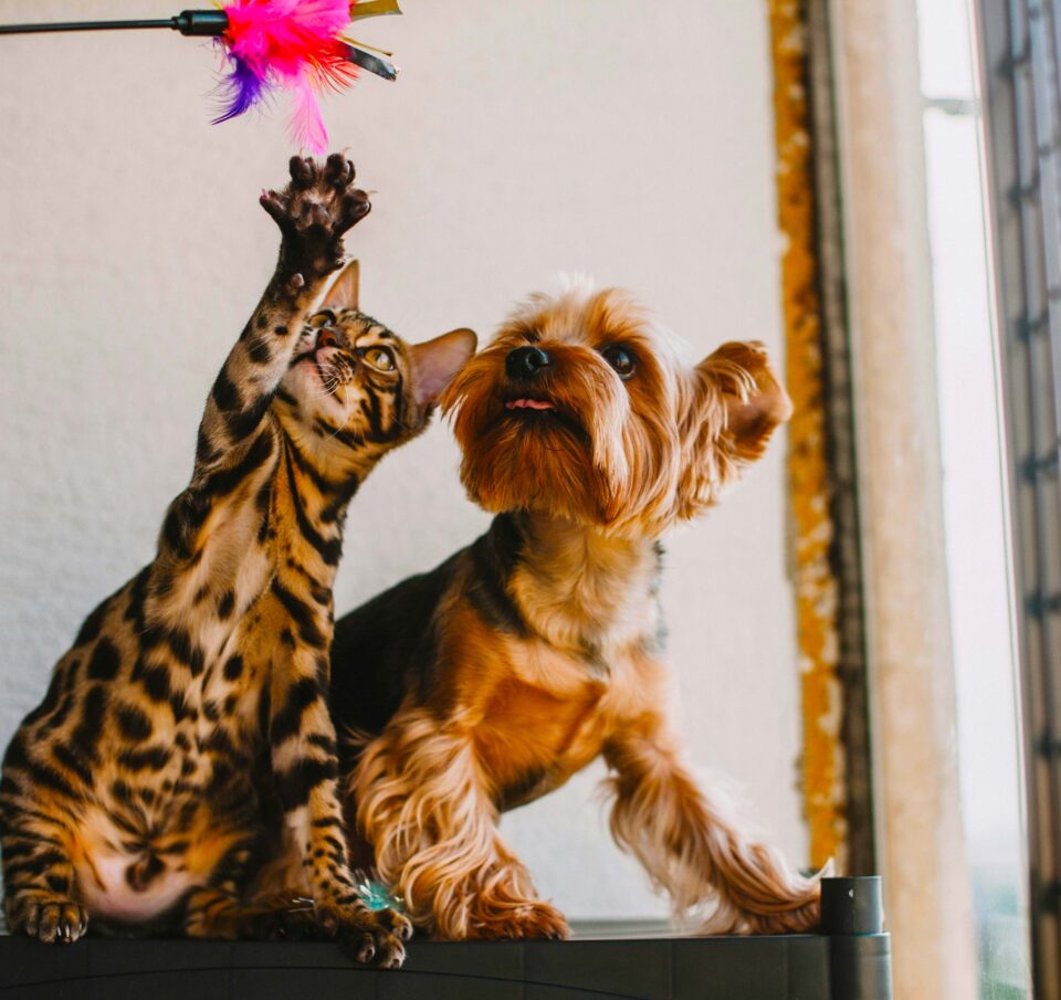 Pet City: Δικαιώθηκαν τελικά οι προσδοκίες από την εξαγορά της;