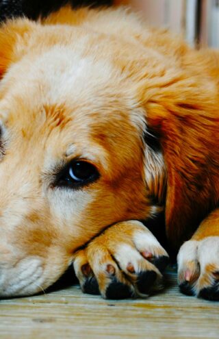 Petcare, σε έξαρση ή η τρυφερή έκρηξη της φροντίδας για τα κατοικίδια