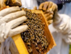 Μέλι με τη μεγαλύτερη περιεκτικότητα θυμαριού στην Ελλάδα και μία αστική φάρμα μικρολαχανικών στον Άλιμο