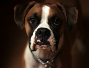 Pet business: Η επιχειρηματική ευκαιρία του αύριο σε Ελλάδα και εξωτερικό