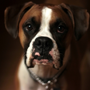 Pet business: Η επιχειρηματική ευκαιρία του αύριο σε Ελλάδα και εξωτερικό