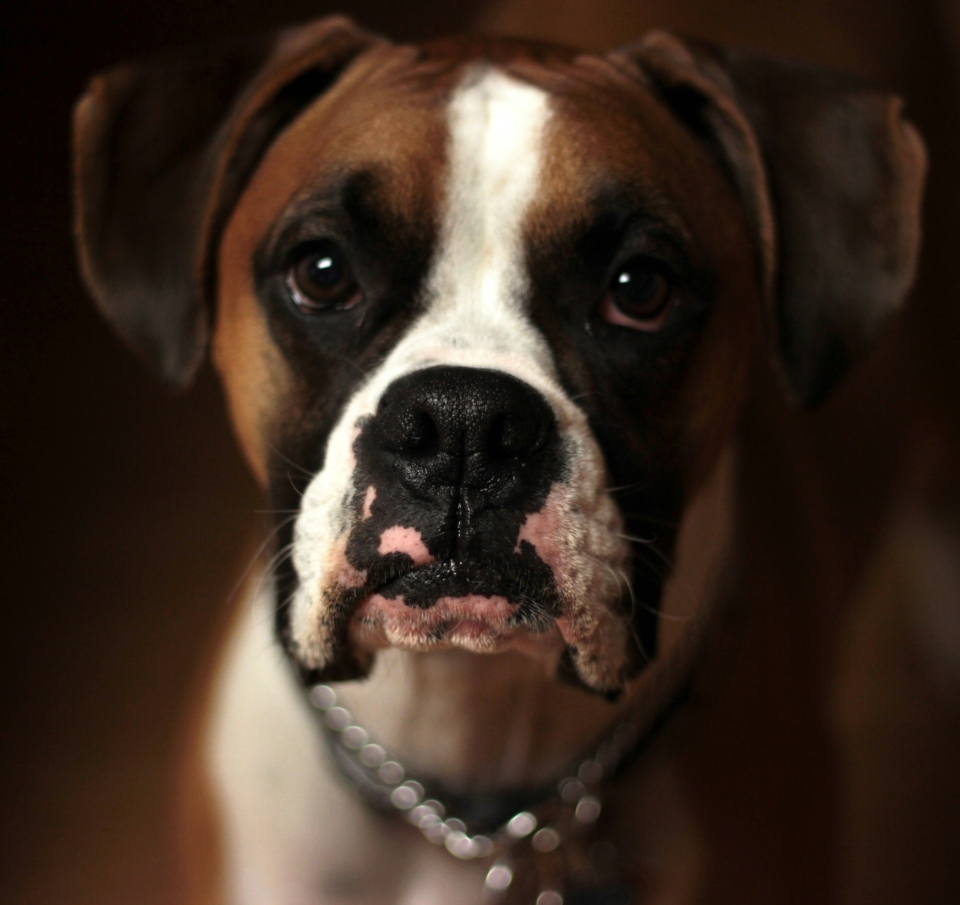 Pet business: Η επιχειρηματική ευκαιρία του αύριο σε Ελλάδα και εξωτερικό