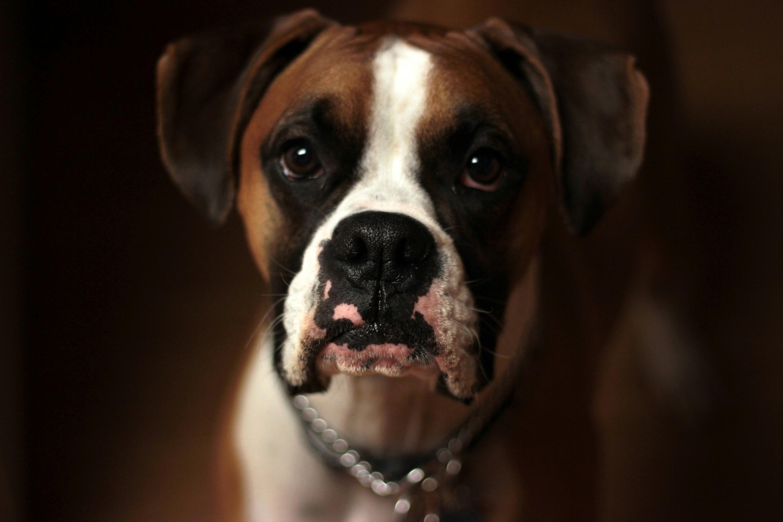 Pet business: Η επιχειρηματική ευκαιρία του αύριο σε Ελλάδα και εξωτερικό