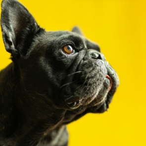 Να γιατί οι άνθρωποι προτιμούν να αποκτήσουν κατοικίδια παρά παιδιά