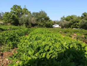 Η Ευρωπαία Αγρότης της Χρονιάς που δημιούργησε βιολογική καλλιέργεια κρίταμου και κάπαρης στη Χίο