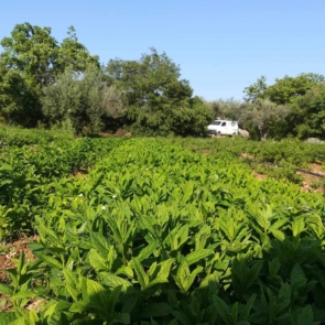 Η Ευρωπαία Αγρότης της Χρονιάς που δημιούργησε βιολογική καλλιέργεια κρίταμου και κάπαρης στη Χίο