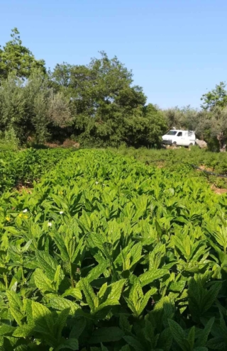 Η Ευρωπαία Αγρότης της Χρονιάς που δημιούργησε βιολογική καλλιέργεια κρίταμου και κάπαρης στη Χίο