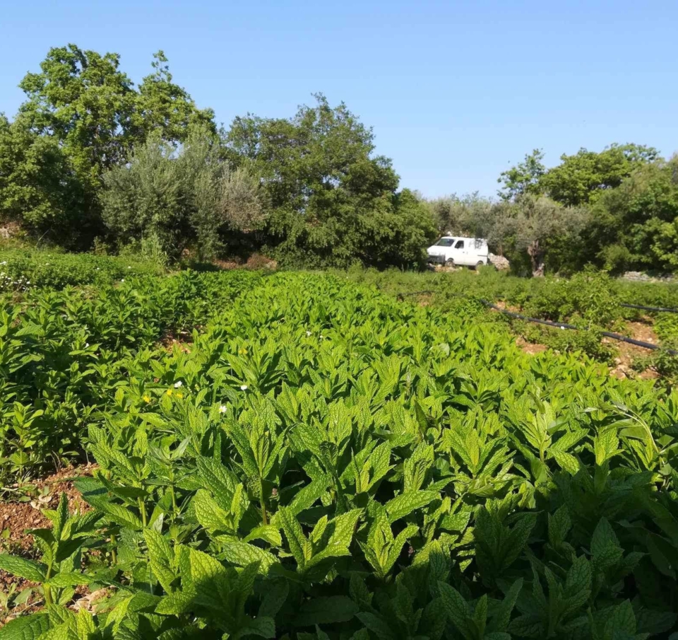 Η Ευρωπαία Αγρότης της Χρονιάς που δημιούργησε βιολογική καλλιέργεια κρίταμου και κάπαρης στη Χίο