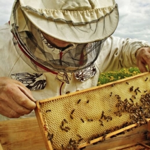 Apis-Era: Το συνεταιριστικό εγχείρημα 11 νέων μελισσοκόμων στη Θεσσαλία