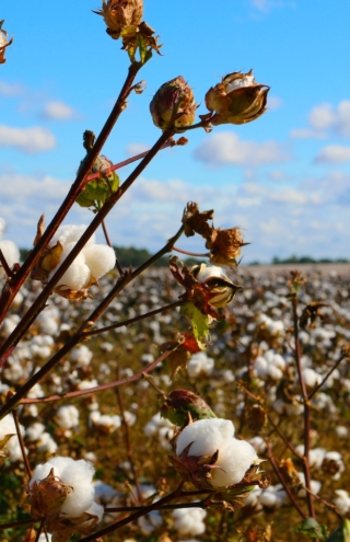 Η επιστροφή του ιταλικού βαμβακιού: Ένα τολμηρό πείραμα που μπορεί να αλλάξει τη μόδα και τη γεωργία