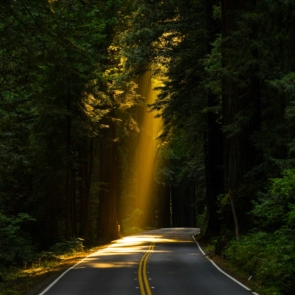 Εσείς ξέρετε τι είναι το Forest Βathing;