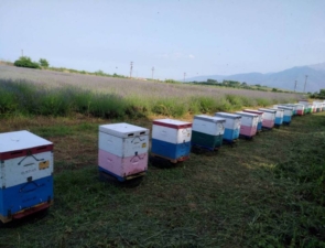 Πώς ένας μελισσοκόμος και μία βιοκαλλιεργήτρια έκαναν το πρώτο μέλι λεβάντας στην Ελλάδα