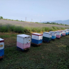 Πώς ένας μελισσοκόμος και μία βιοκαλλιεργήτρια έκαναν το πρώτο μέλι λεβάντας στην Ελλάδα