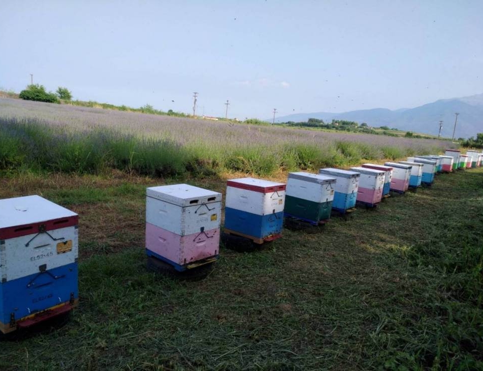 Πώς ένας μελισσοκόμος και μία βιοκαλλιεργήτρια έκαναν το πρώτο μέλι λεβάντας στην Ελλάδα