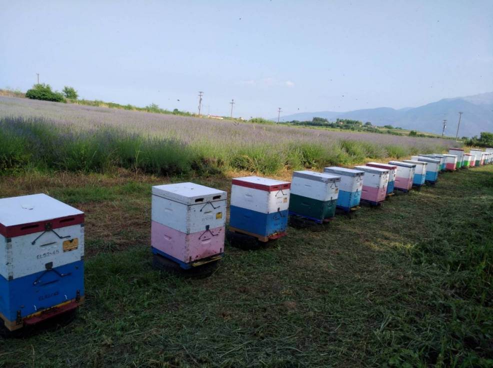 Πώς ένας μελισσοκόμος και μία βιοκαλλιεργήτρια έκαναν το πρώτο μέλι λεβάντας στην Ελλάδα