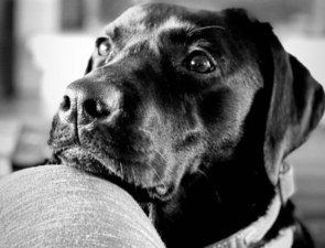 Νέα συνεργασία ΑΒ Βασιλόπουλος &#038; Liberty Guide Dogs για τη βελτίωση της καθημερινότητας των ατόμων με οπτική αναπηρία