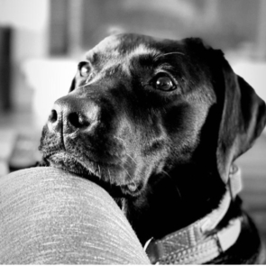Νέα συνεργασία ΑΒ Βασιλόπουλος &#038; Liberty Guide Dogs για τη βελτίωση της καθημερινότητας των ατόμων με οπτική αναπηρία