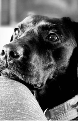 Νέα συνεργασία ΑΒ Βασιλόπουλος &#038; Liberty Guide Dogs για τη βελτίωση της καθημερινότητας των ατόμων με οπτική αναπηρία