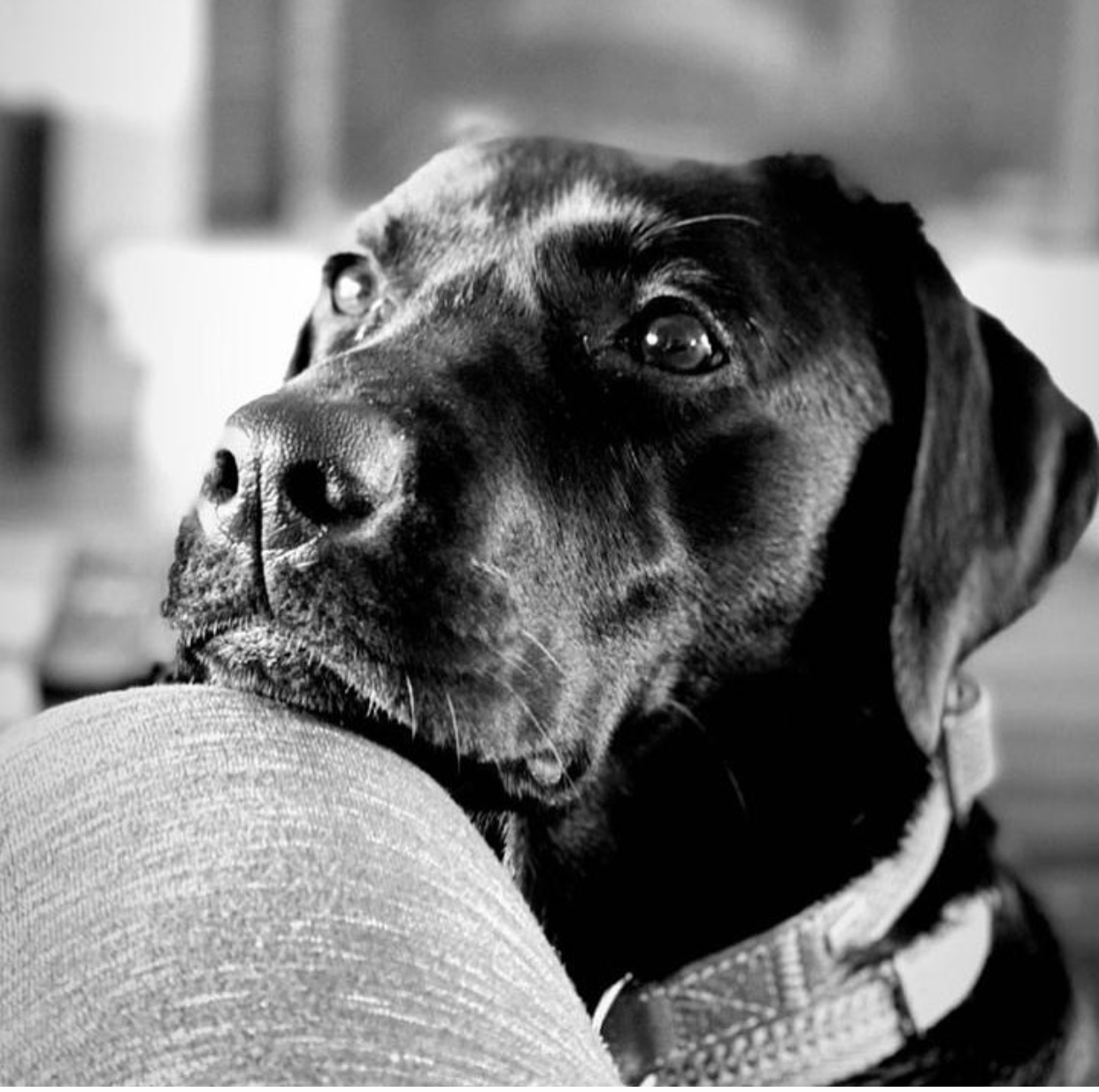 Νέα συνεργασία ΑΒ Βασιλόπουλος &#038; Liberty Guide Dogs για τη βελτίωση της καθημερινότητας των ατόμων με οπτική αναπηρία