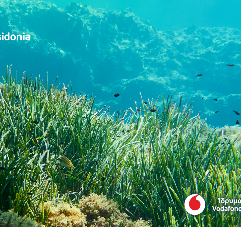 Το Vodafone Posidonia στη διεθνή Έκθεση Mobile World Congress (MWC) 2025