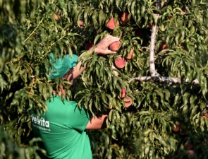 Ο συνεταιρισμός πρότυπο στα ελληνικά φρούτα που εξάγει το 40% της παραγωγής του