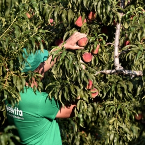 Ο συνεταιρισμός πρότυπο στα ελληνικά φρούτα που εξάγει το 40% της παραγωγής του