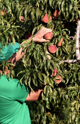 Ο συνεταιρισμός πρότυπο στα ελληνικά φρούτα που εξάγει το 40% της παραγωγής του