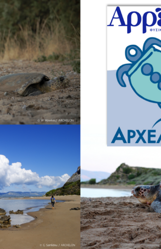 Μία φυσική συμμαχία -Το Φυσικό Μεταλλικό Νερό ΑρρένΑ δίπλα στην Caretta caretta